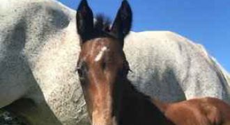 Pallas Equestrian.  Co. Waterford
