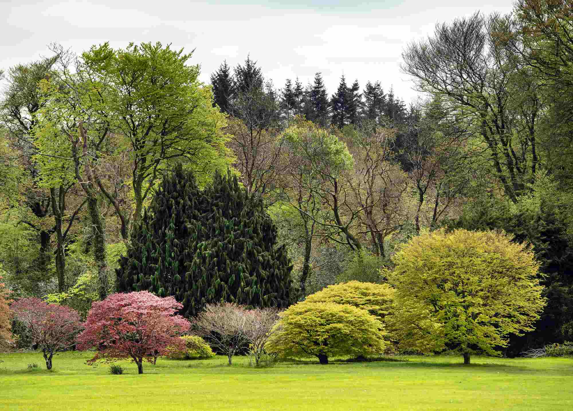 The John F Kennedy Arboretum.  Co. Wexford