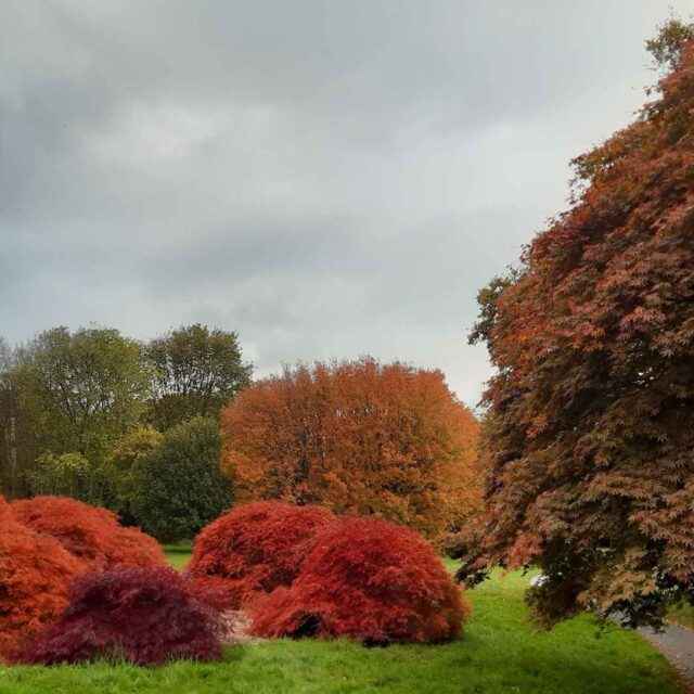 The John F Kennedy Arboretum.  Co. Wexford