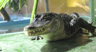 The National Reptile Zoo. Co. Kilkenny
