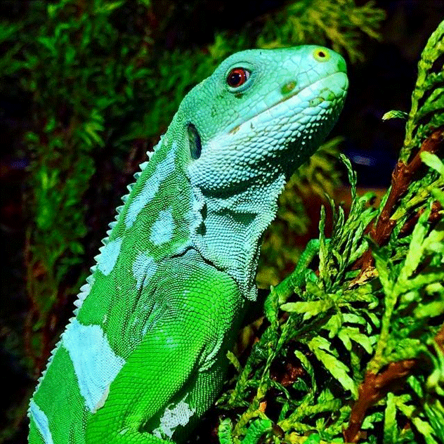 The National Reptile Zoo. Co. Kilkenny