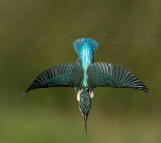 River Birch Photography Hide. Co. Westmeath.